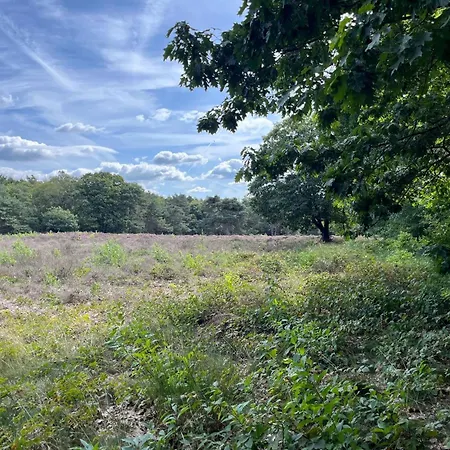 In Aan De Rand Het Bos
