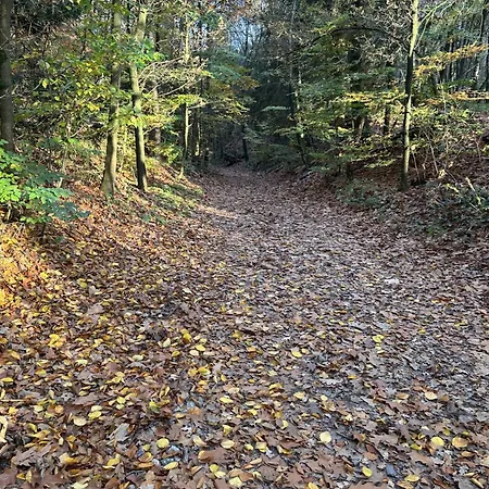 In Aan De Rand Het Bos *