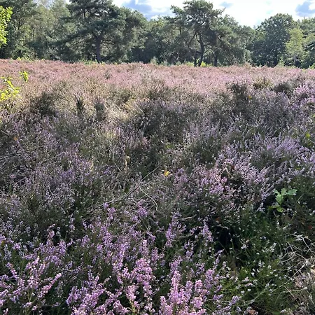 Ferienhaus In Aan De Rand Het Bos Lunteren
