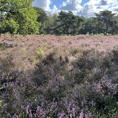 In Aan De Rand Het Bos Ferienhaus *