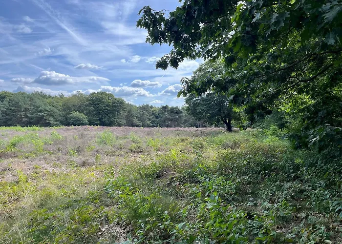 In Aan De Rand Het Bos