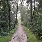In Aan De Rand Het Bos