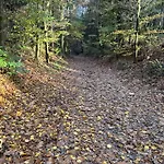In Aan De Rand Het Bos *